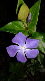 Close-up of wet purple flower blooming outdoors