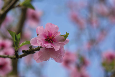 Close-up of pink flower blooming outdoors