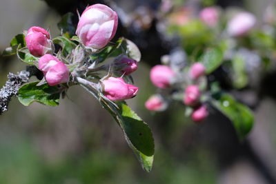 Close-up of pink flowering plant