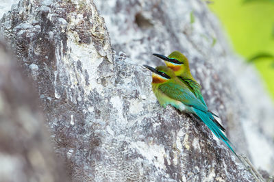 Close-up of bird perching on tree