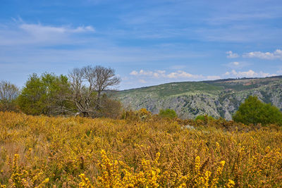 Scenic view of yellow flowering plants on land against sky