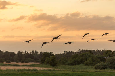 Birds flying over silhouette trees against sky