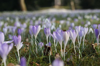 Crocuses blooming on field