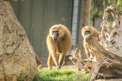 Monkeys in a row