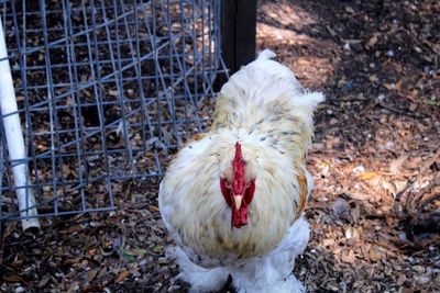 Close-up of rooster in cage