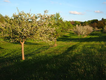 Trees on field against sky