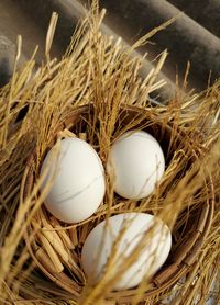 High angle view of eggs in nest