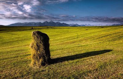 Scenic view of grassy field against sky