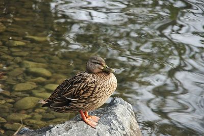 Mallard duck stinting on rock at water's edge