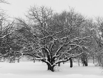 Bare trees on snow covered field