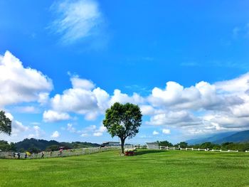 Trees on field against sky