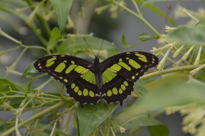 Close-up of butterfly on leaf