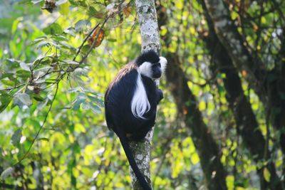 Black and white colobus on tree trunk in forest