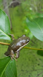 Close-up of insect on leaf