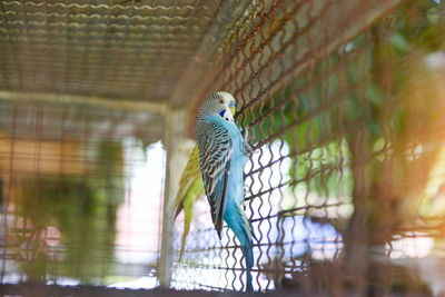 Bird perching in cage