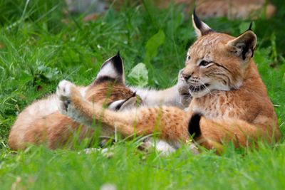 View of lynx relaxing on grass