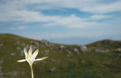 Close-up of plant against sky