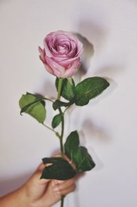 Close-up of pink rose plant