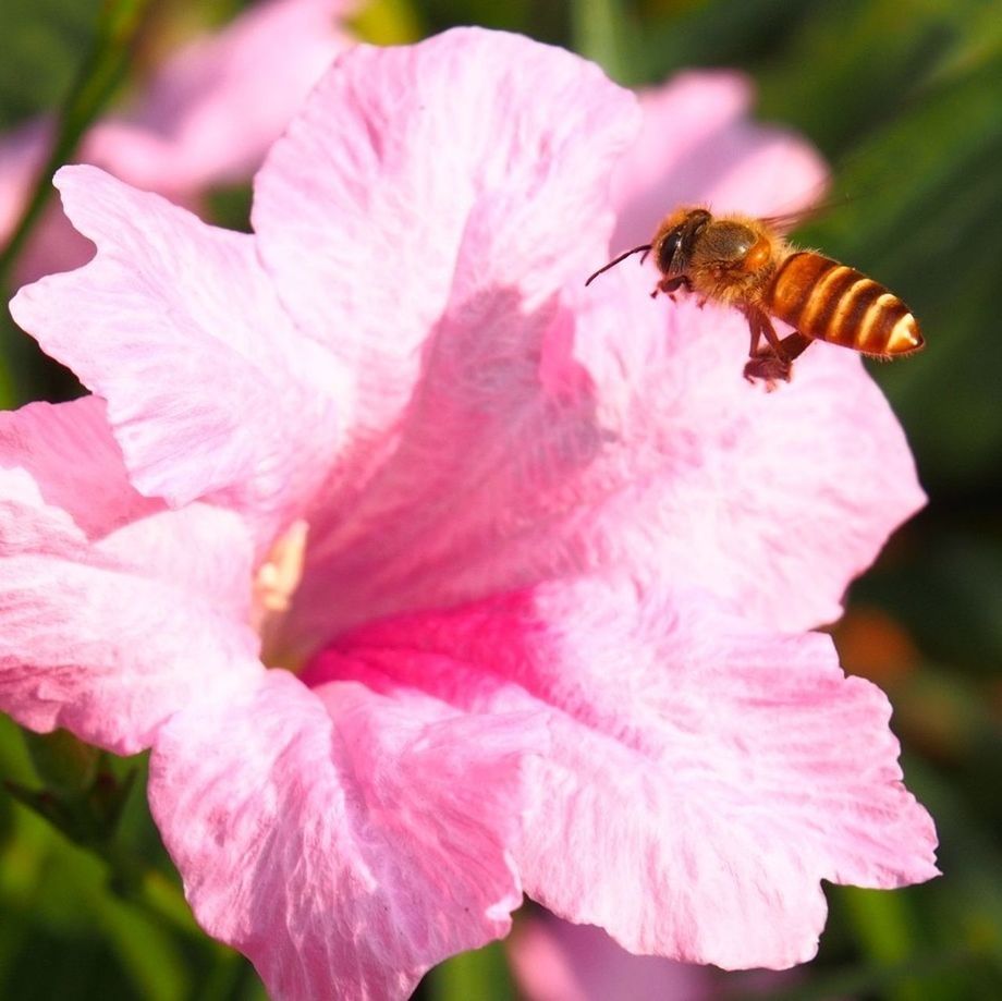 animal themes, flower, insect, animals in the wild, one animal, wildlife, pollination, petal, pink color, freshness, fragility, close-up, beauty in nature, bee, focus on foreground, flower head, symbiotic relationship, nature, growth, plant