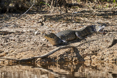 Caiman lying in the swamp of the pantanal wetlands along the transpantaneira close to porto jofre. 