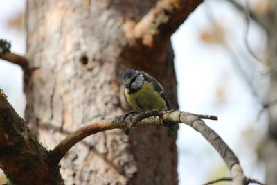 Close-up of bird perching on branch