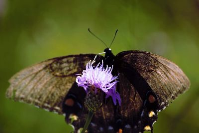 Close-up of butterfly pollinating on purple flower