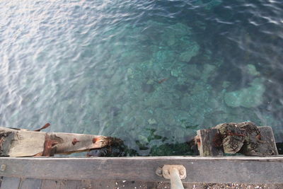 High angle view of horse by lake