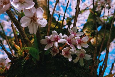 Close-up of pink flowers blooming on tree
