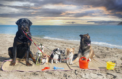 Dogs sitting on beach