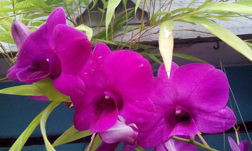 Close-up of pink flowers blooming outdoors