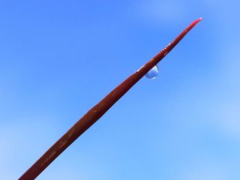 Low angle view of plant against clear blue sky