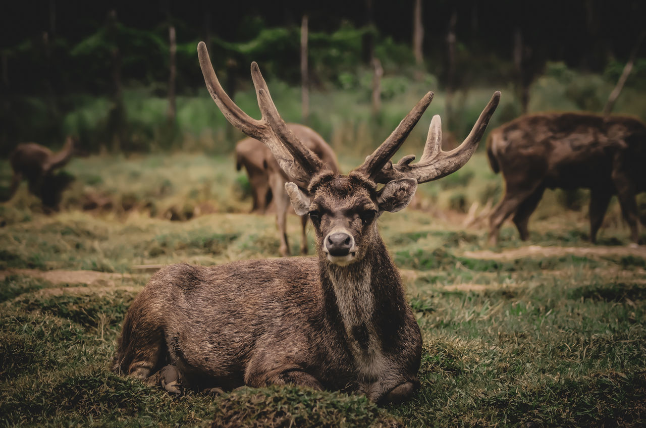 animal, animal themes, animal wildlife, mammal, animals in the wild, deer, land, field, vertebrate, one animal, antler, plant, nature, horned, grass, focus on foreground, day, herbivorous, no people