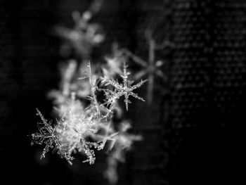 Close-up of frozen plant