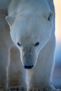 Close-up of polar bear holding head down