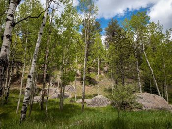 Trees in forest against sky