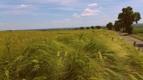 Scenic view of wheat field against sky