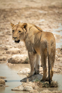 Lion stands on stepping stones looking back