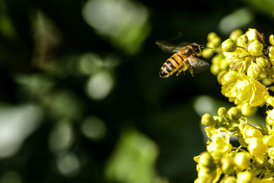 Close-up of bee pollinating on flower