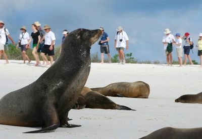 Sea lions with people on beach in galapagos islands