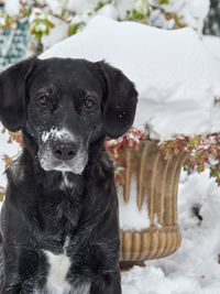 Portrait of black dog in snow