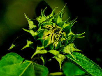 Close-up of green plant