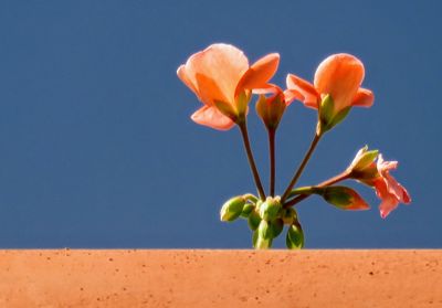 Close-up of flowers blooming outdoors