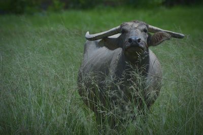 Portrait of cow on grass