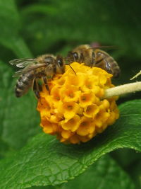 Close-up of bee on yellow flower