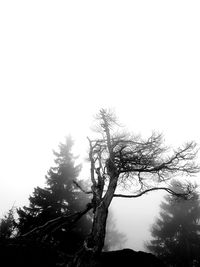 Low angle view of tree against clear sky