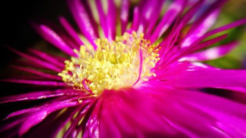 Close-up of purple flower blooming outdoors