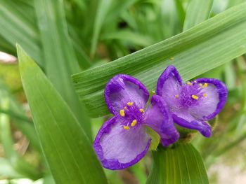 Close-up of purple flowering plant