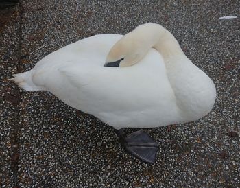 High angle view of white swan