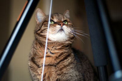 Close-up of a cat looking away