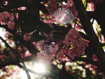 Close-up of flower tree